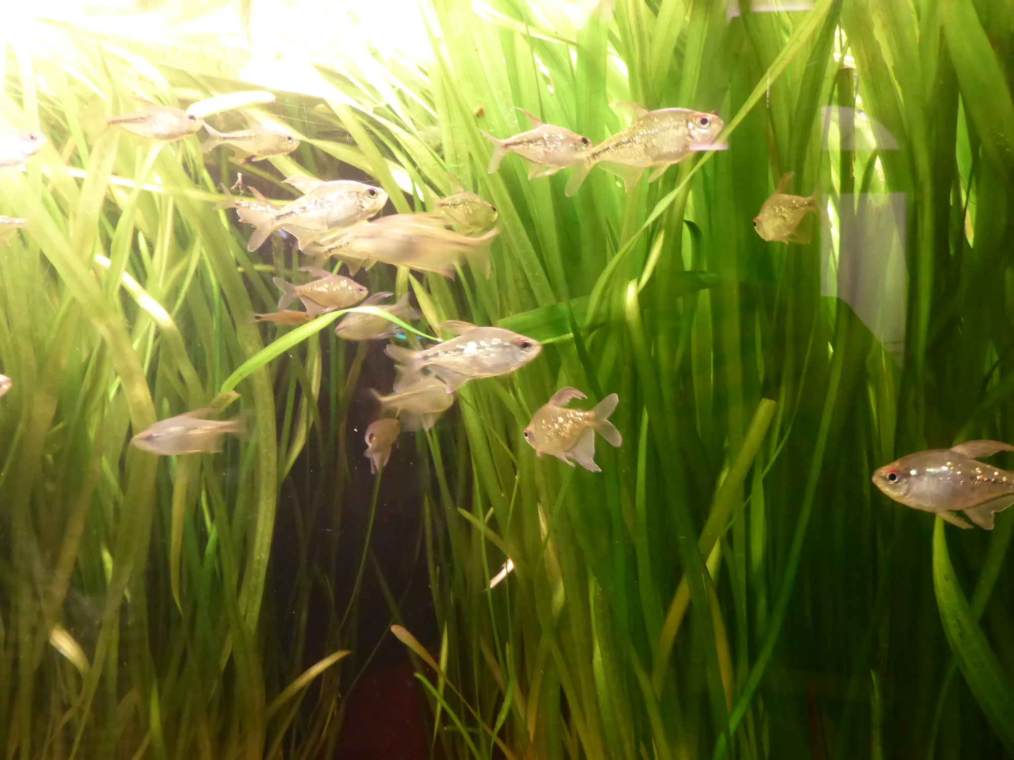 Several mature diamond tetras in a dark aquarium, with large flank scales reflecting green, blue and violet