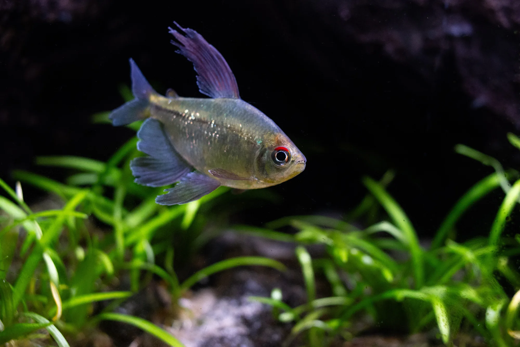 Mature diamond tetra in side view, showing the small mouth in proportion to its deep adult body