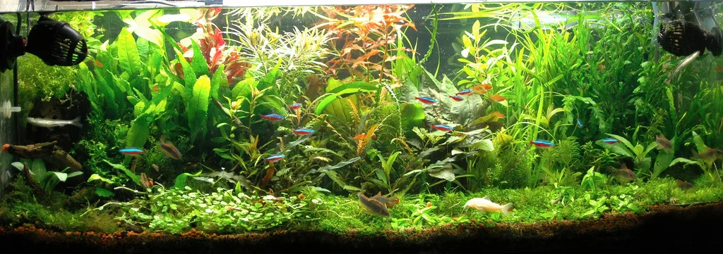 Wide planted freshwater aquascape with open water above low foreground plants and dense retreat structure at the sides