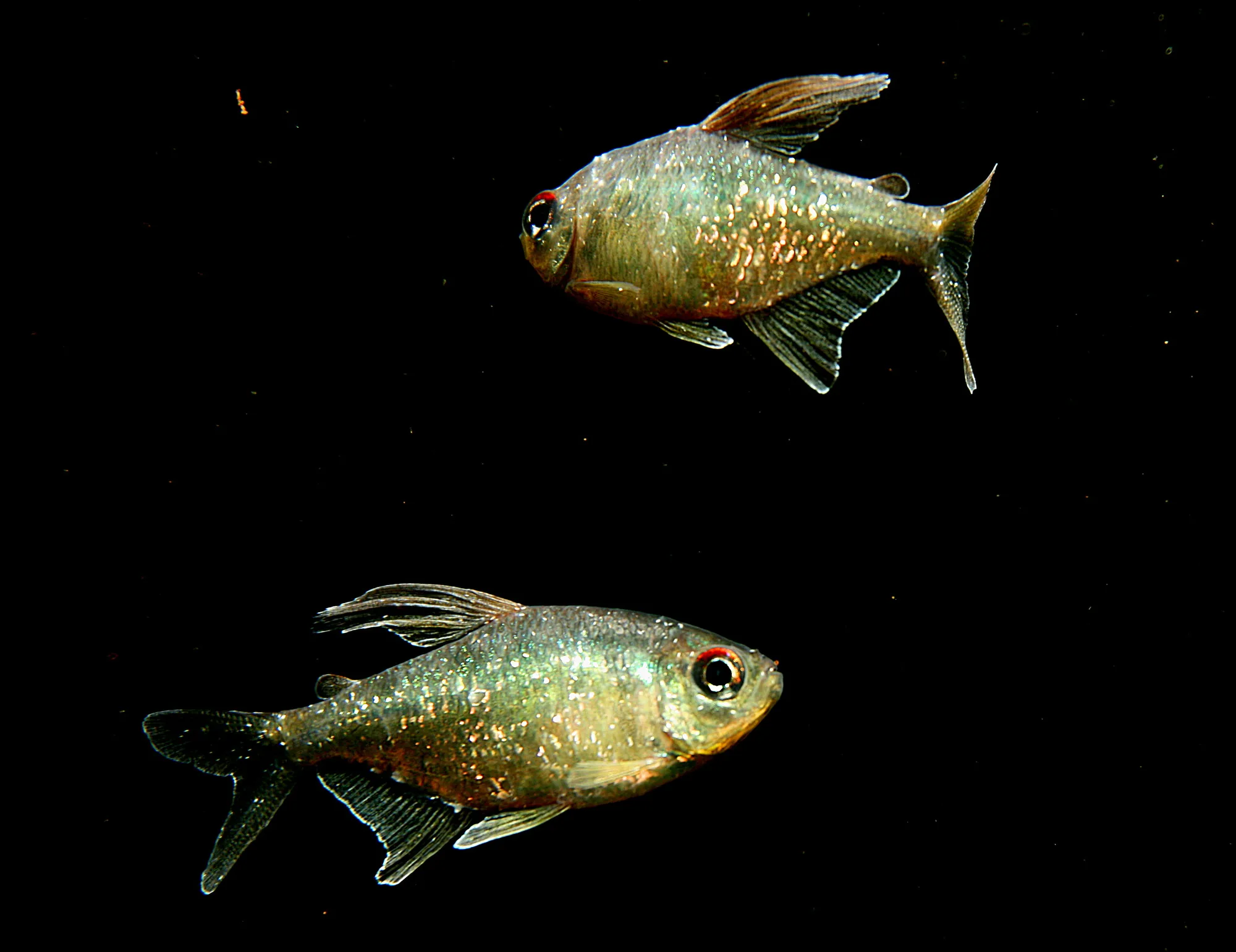 Two mature male diamond tetras with deep reflective bodies and elongated dorsal and anal fins