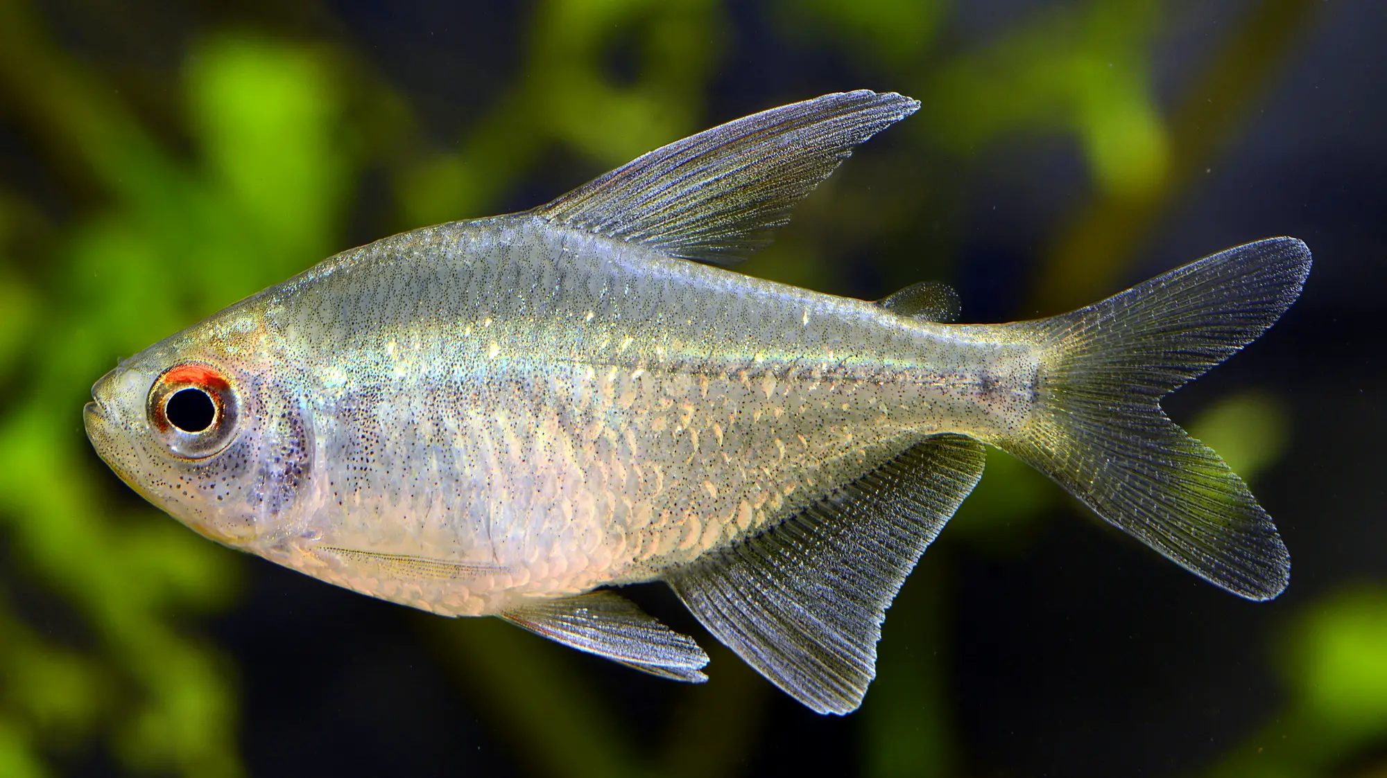Young diamond tetra in an aquarium with a slim pale body and only faint reflective scales