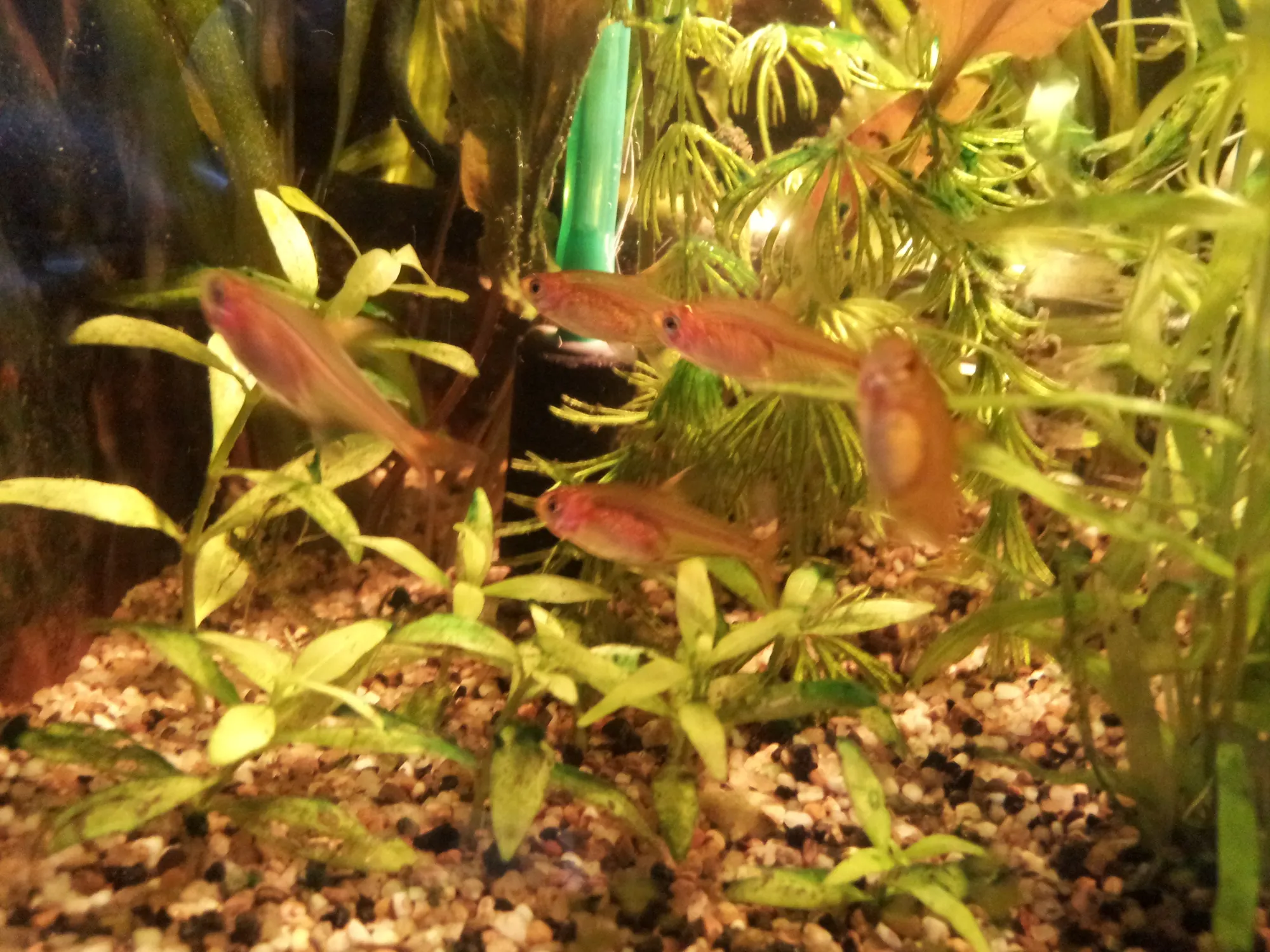 Adult ember tetra in side view with a translucent orange body, small clear fins and a dark round eye