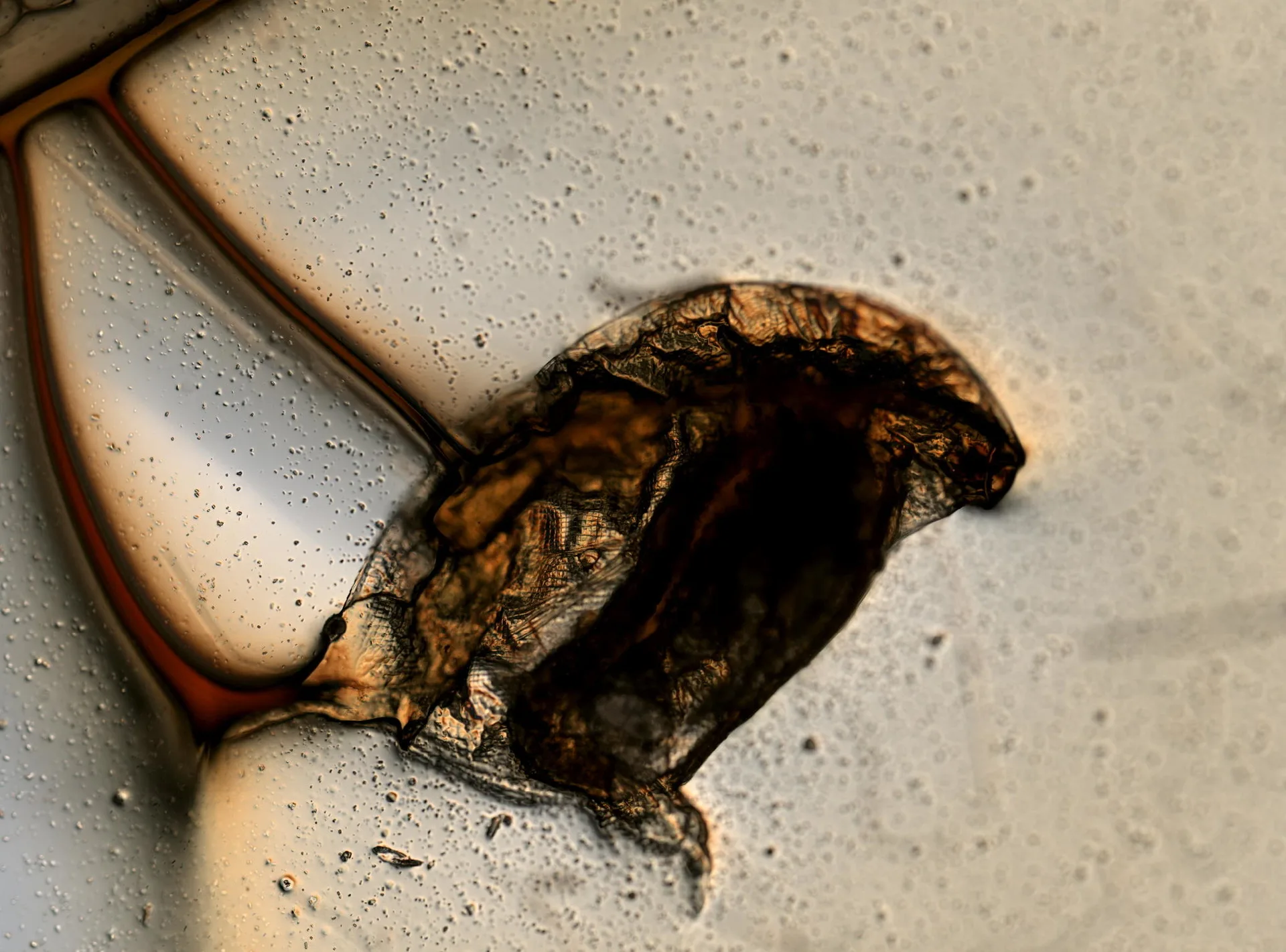 Magnified Daphnia specimen showing the small crustacean form used as an aquarium food reference
