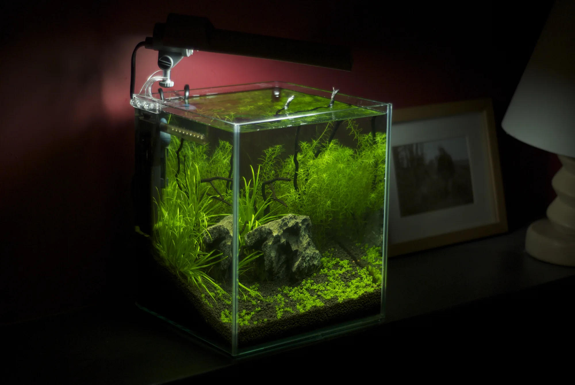 Compact freshwater nano aquarium with low plants, wood, open foreground and clear access to the water surface
