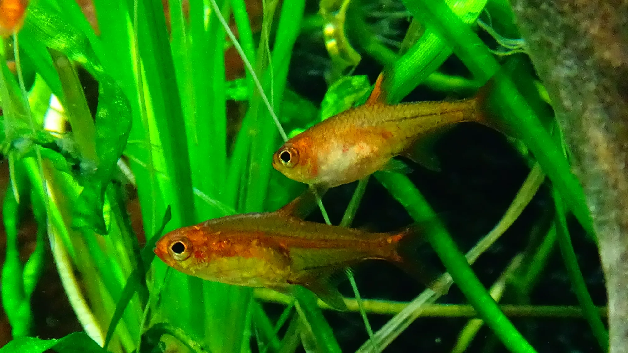 Two ember tetras among tall green leaves, showing their small bodies relative to ordinary aquarium plants