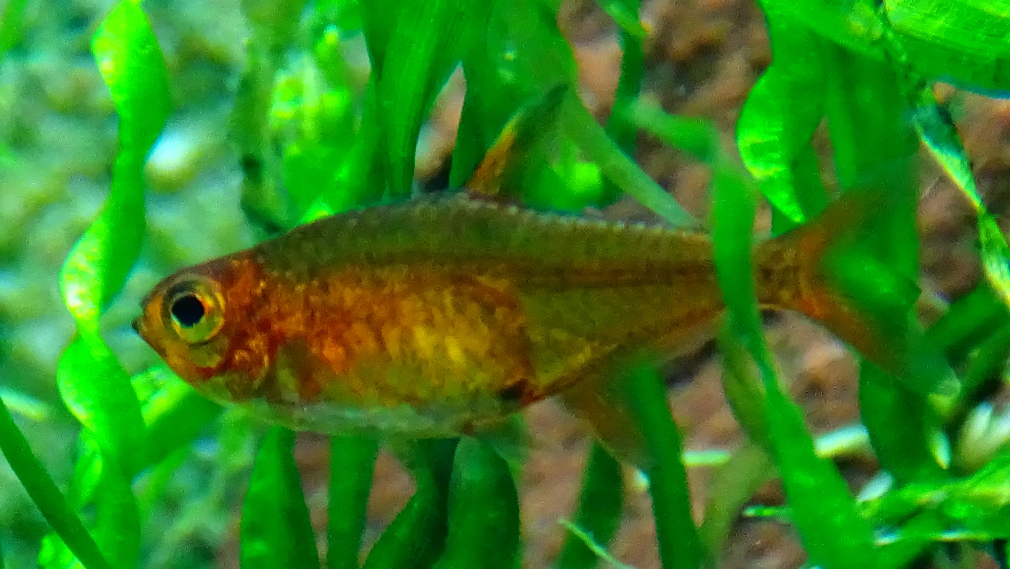 Several ember tetras swimming as a loose group among green aquarium plants