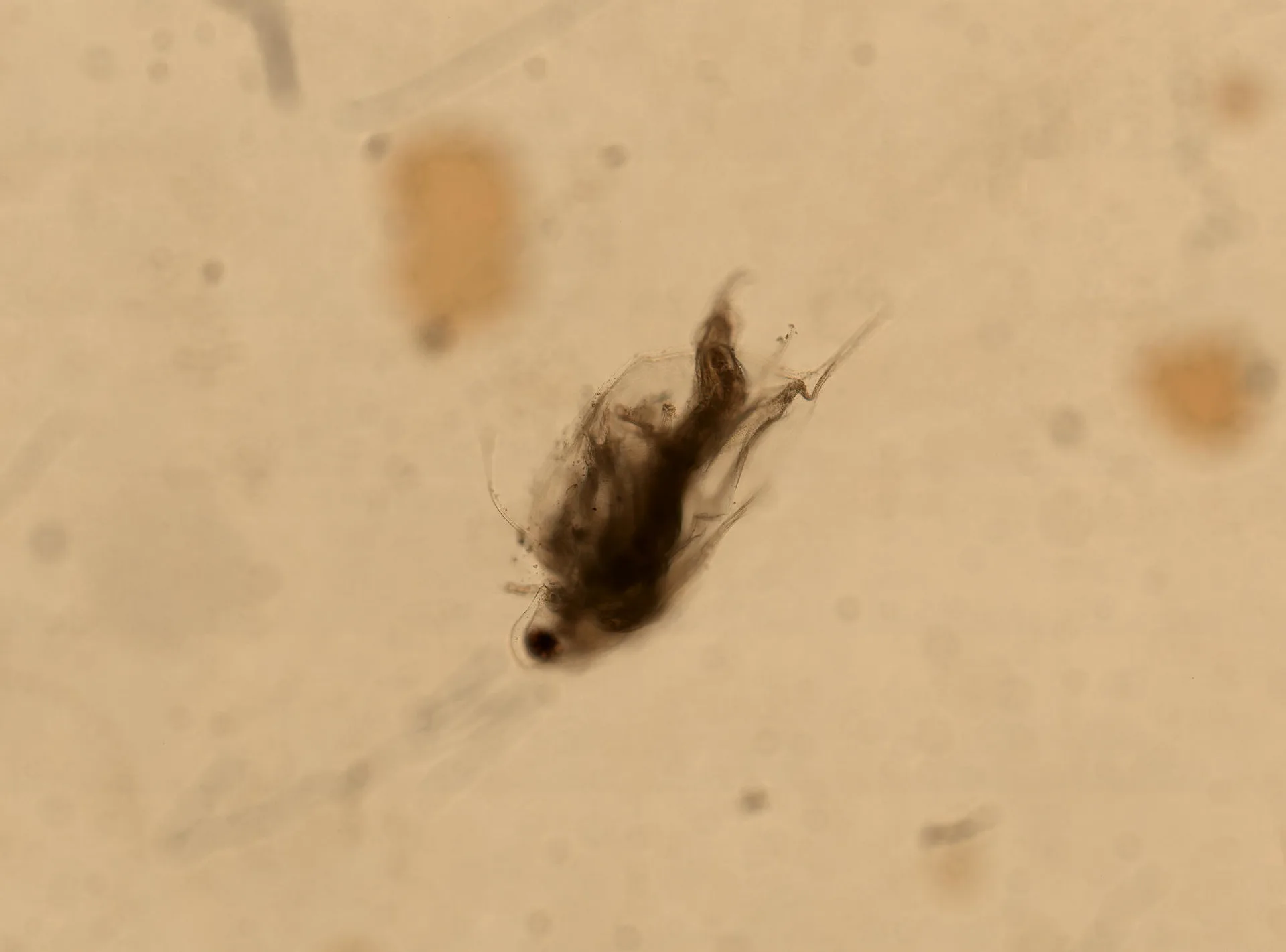 Magnified Daphnia specimen showing the body and appendages of a small crustacean used as fish food
