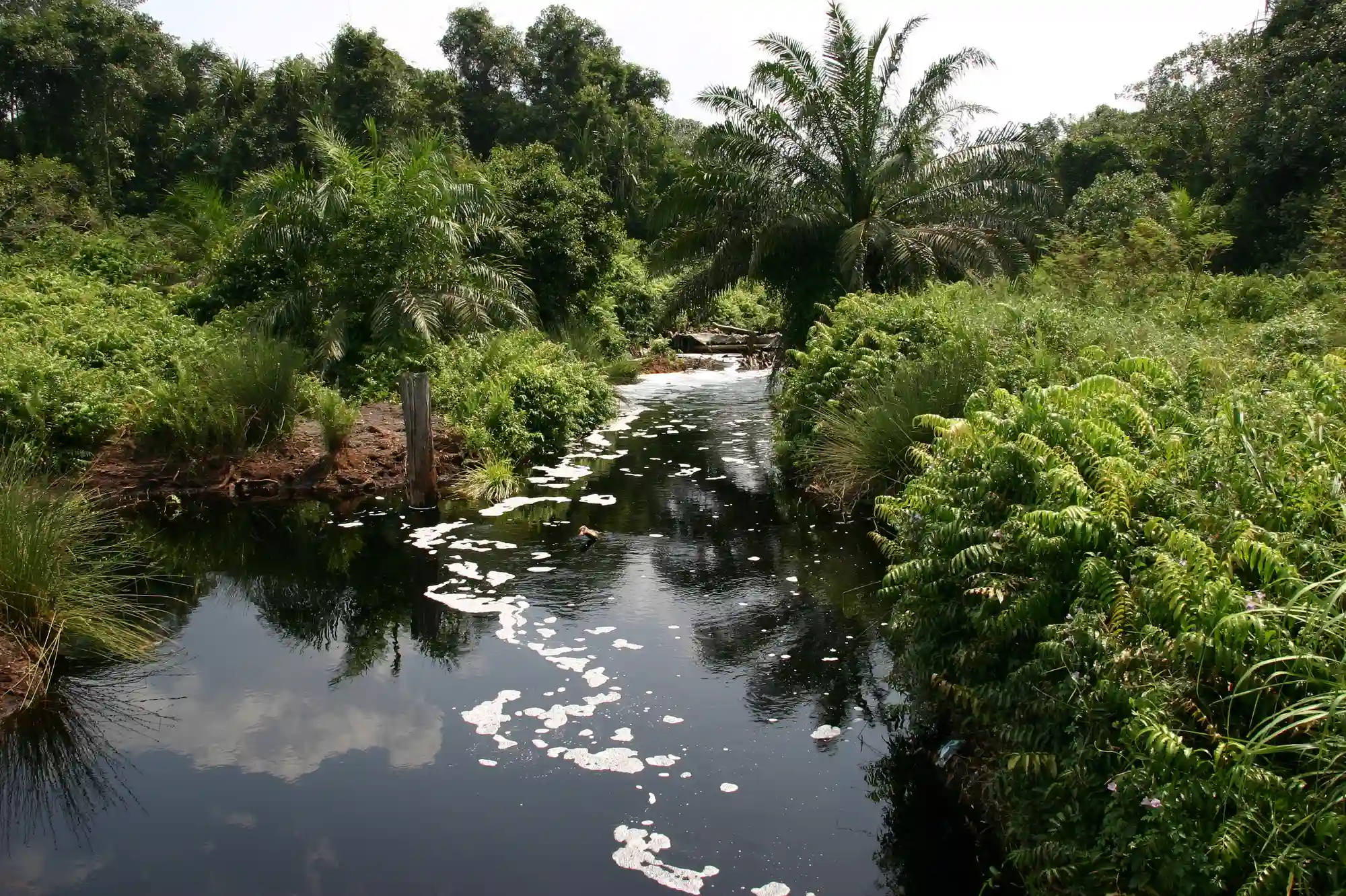 Narrow watercourse through dense lowland vegetation in West Malaysia, viewed from above the tree-lined banks