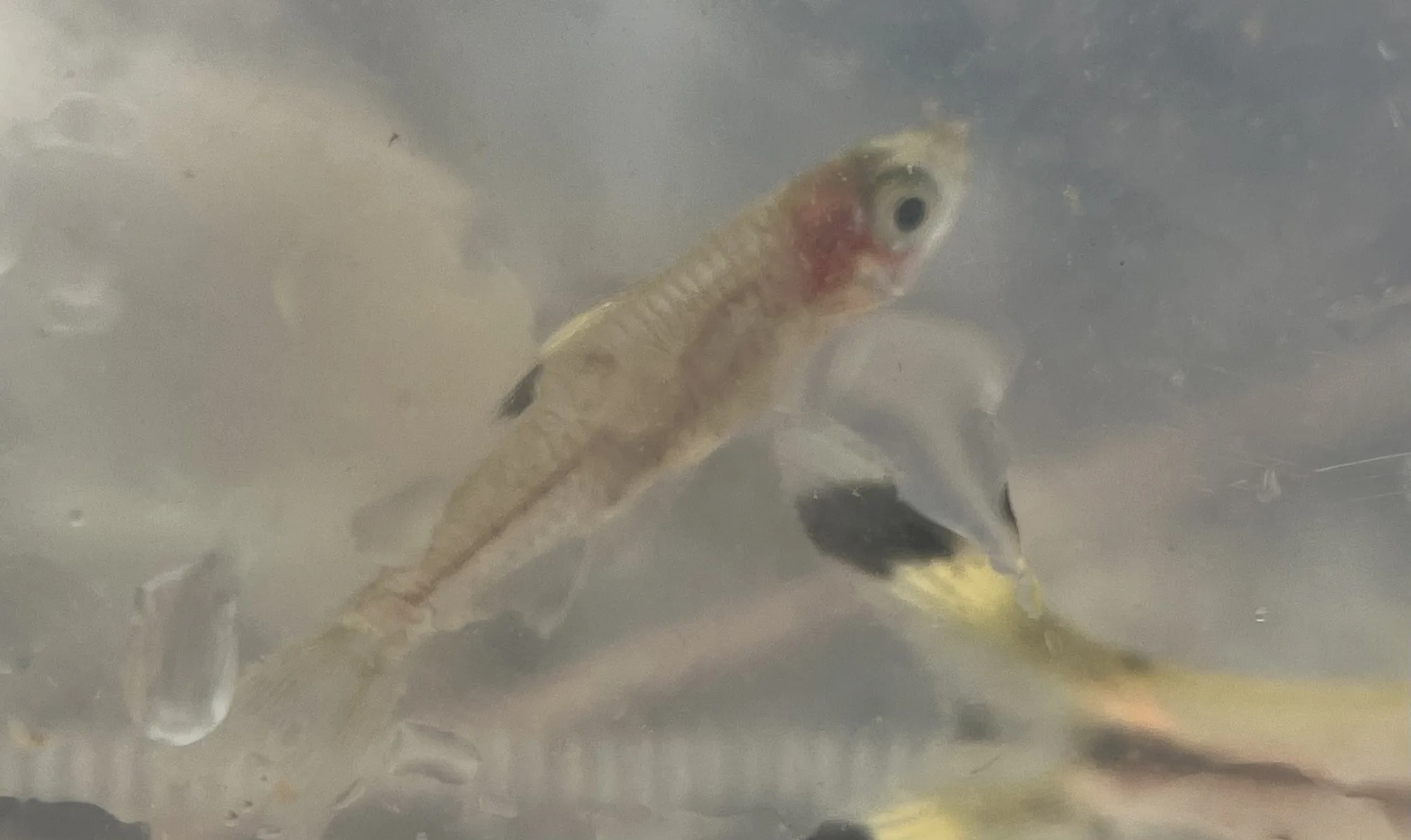 Wild emerald eye rasbora photographed in Johor, showing a translucent body, bright eye and black dorsal-base spot