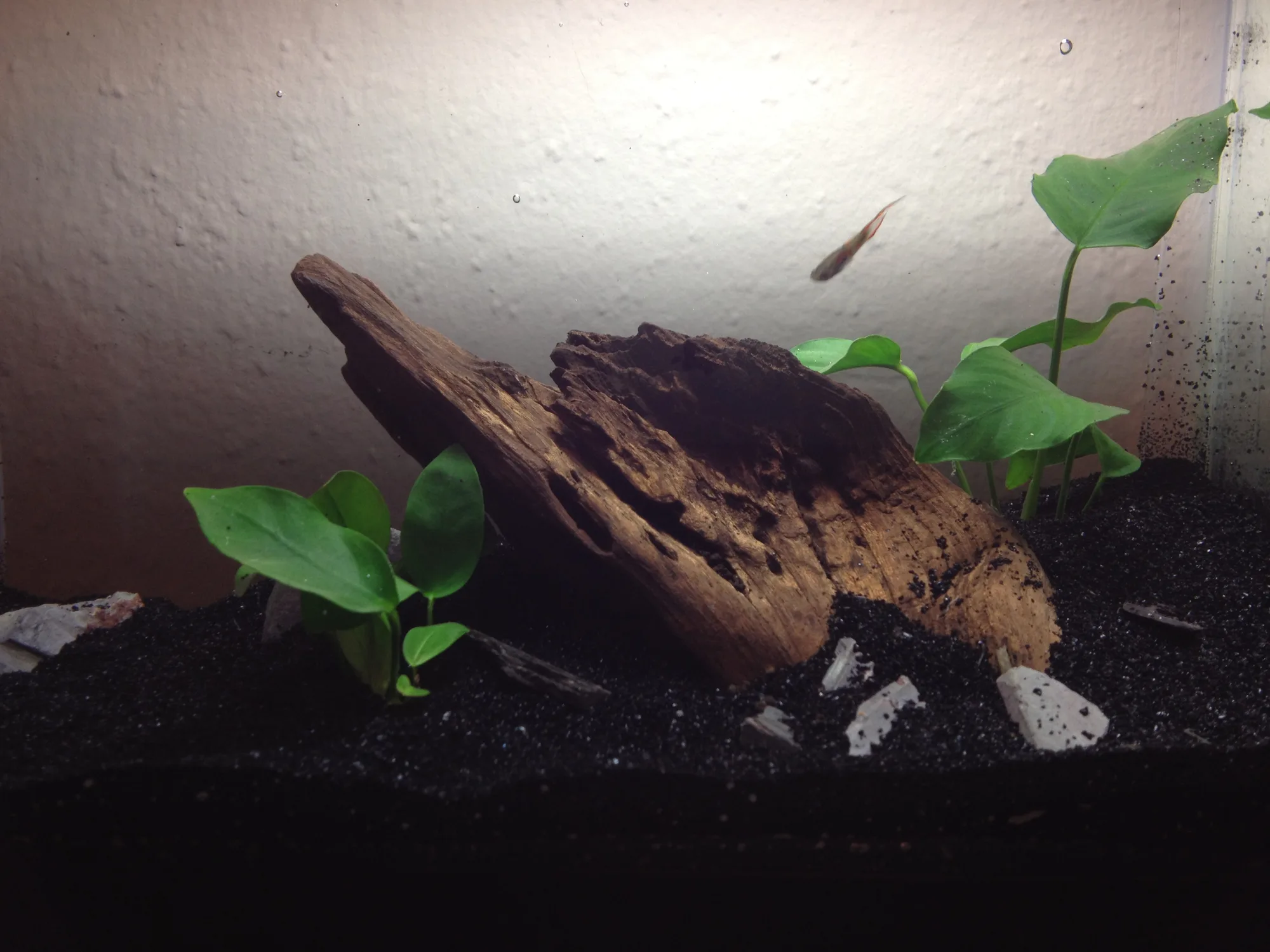 Sixty-centimetre emerald eye rasbora aquarium with shaded planted margins, a long open midwater lane and a guarded filter intake