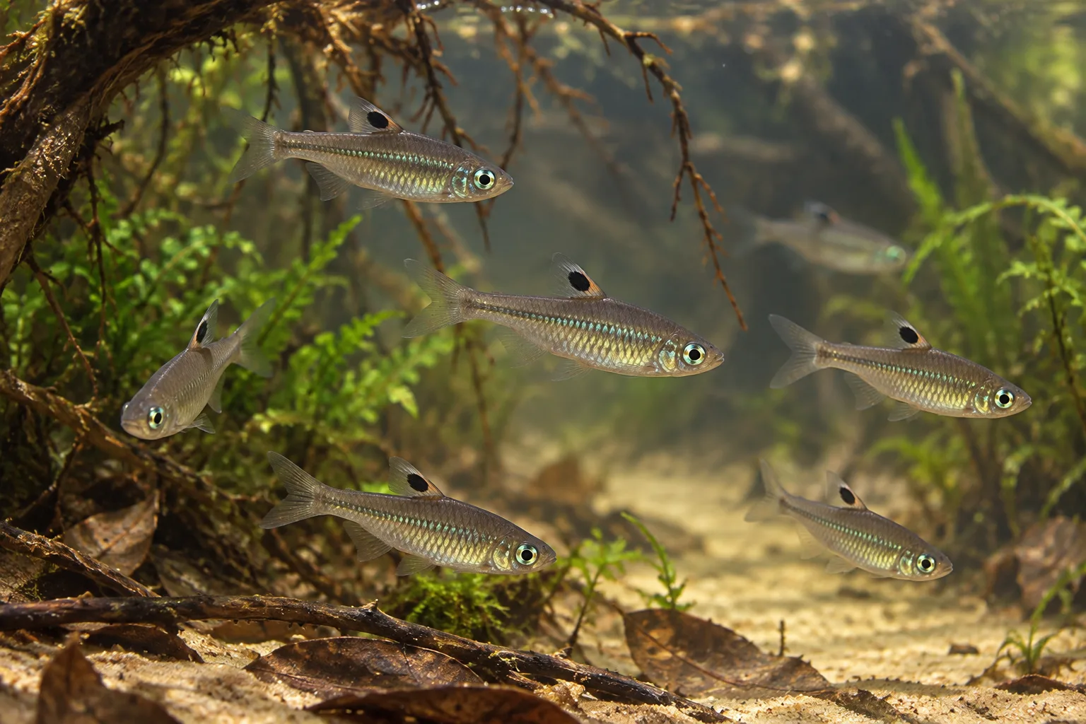 Emerald eye rasboras with slender silver bodies and dark dorsal marks in a quiet stream aquarium
