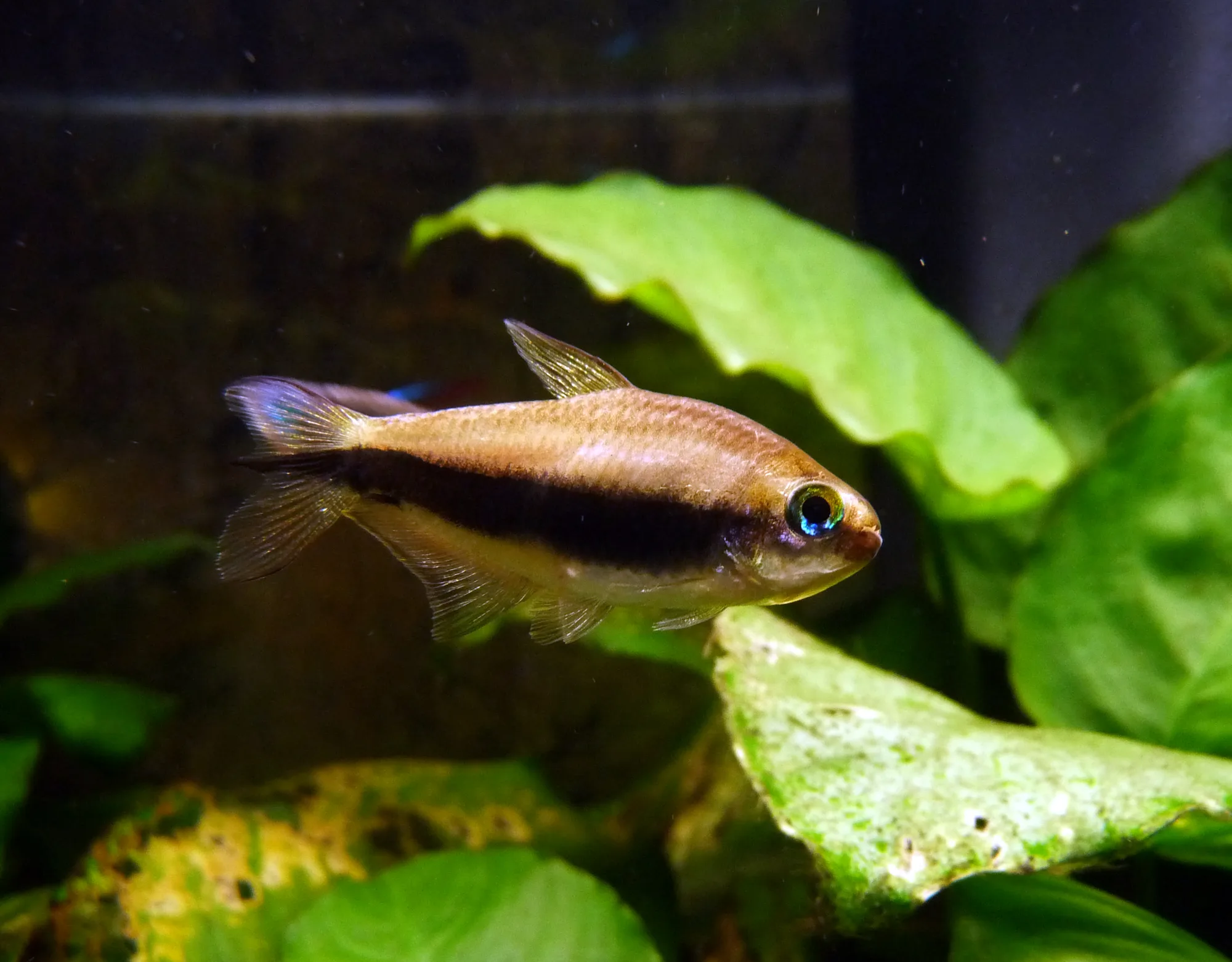 Adult emperor tetra holding an open-water position in a planted aquarium with fins extended