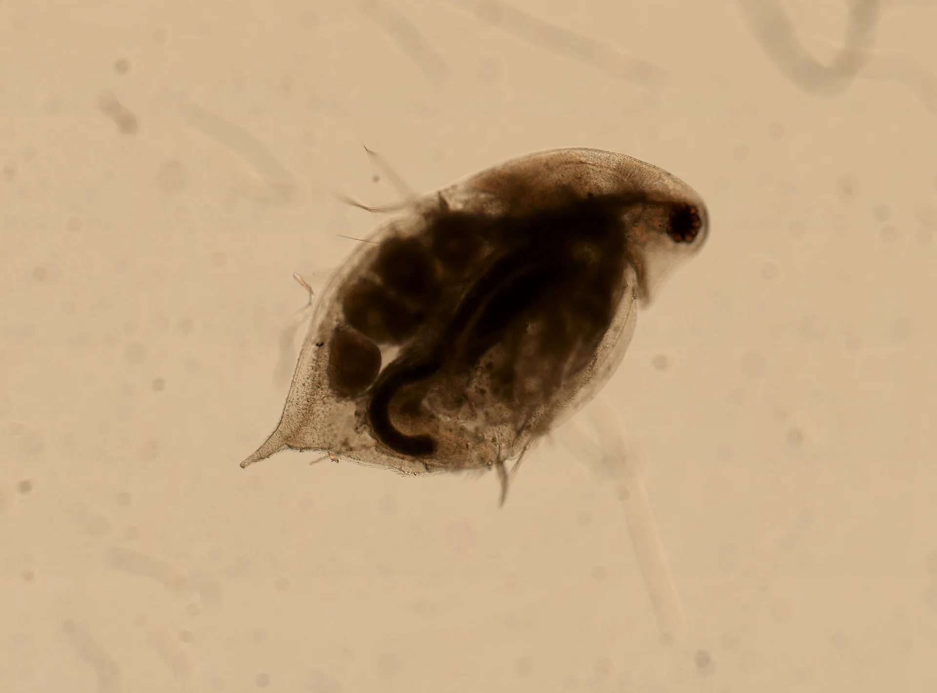 Magnified Daphnia specimen, a small crustacean used as a reference for fish food size