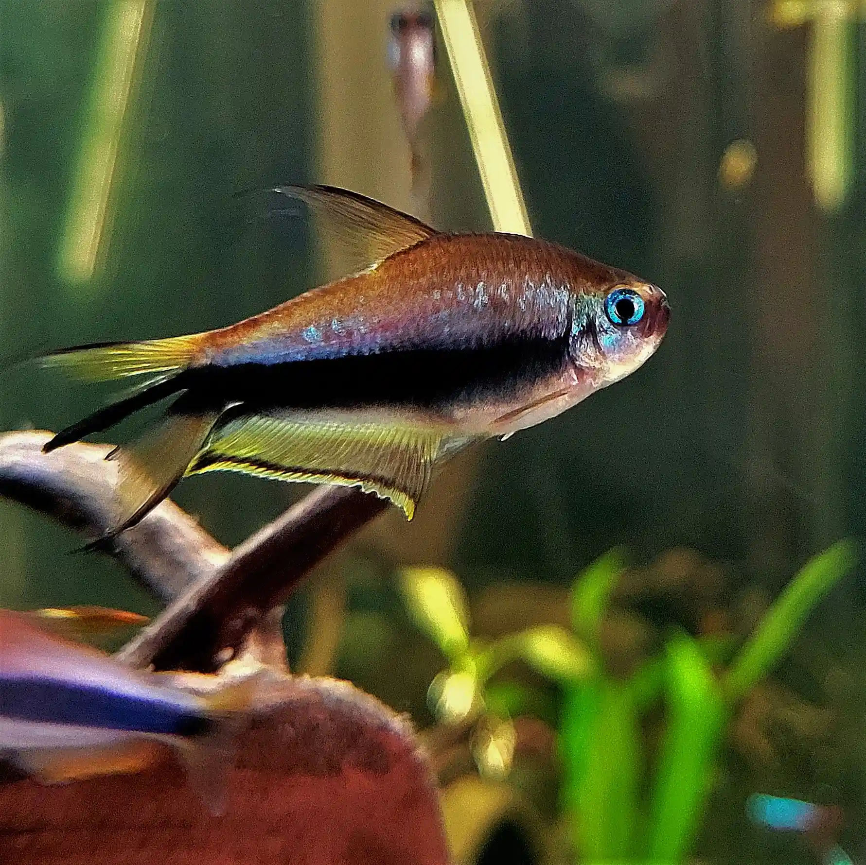 Mature emperor tetra in lateral view with a dark horizontal band, blue-green reflective body and extended central tail rays