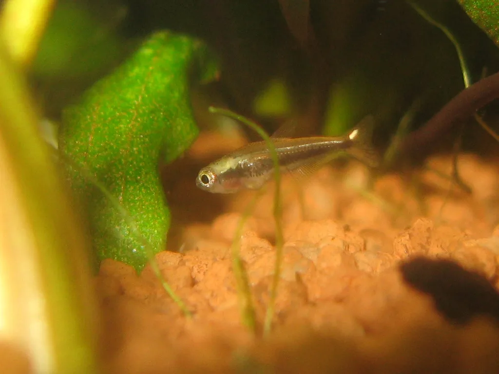 Small young emperor tetra in an aquarium, with short undeveloped fins that do not yet show reliable adult sex characters