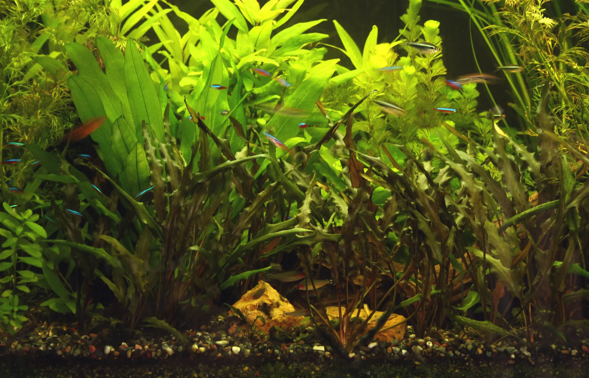 Wide planted freshwater aquarium with separate groups of plants, open foreground and several routes around the hardscape