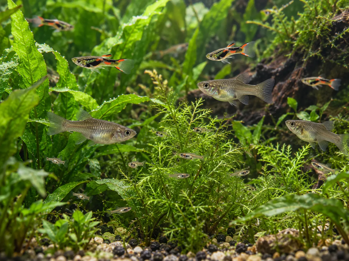 Colorful adult male Endlers, larger gray females and small fry among dense plants