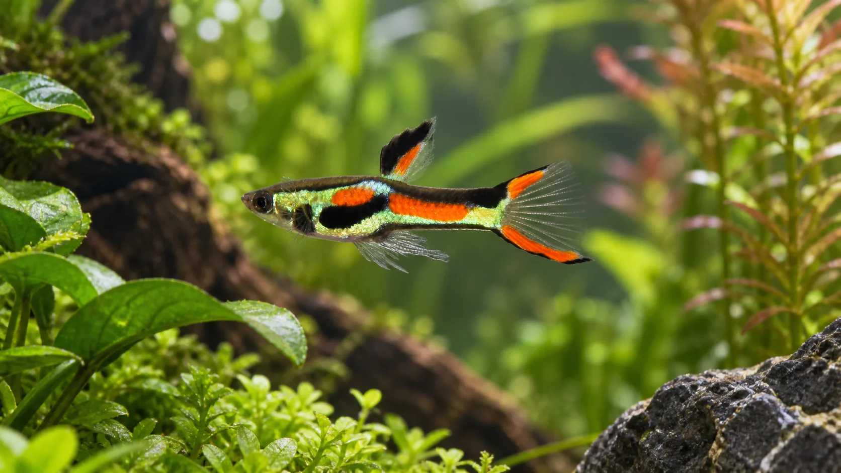 Male Endler livebearer swimming in a mature planted freshwater aquarium