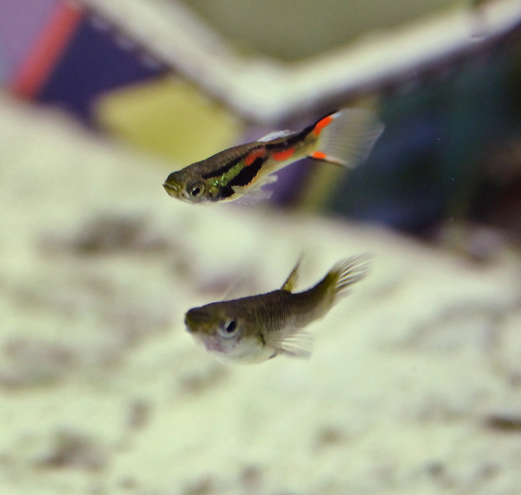Documentary photograph of a small colorful male Endler's livebearer above a larger plain gray female