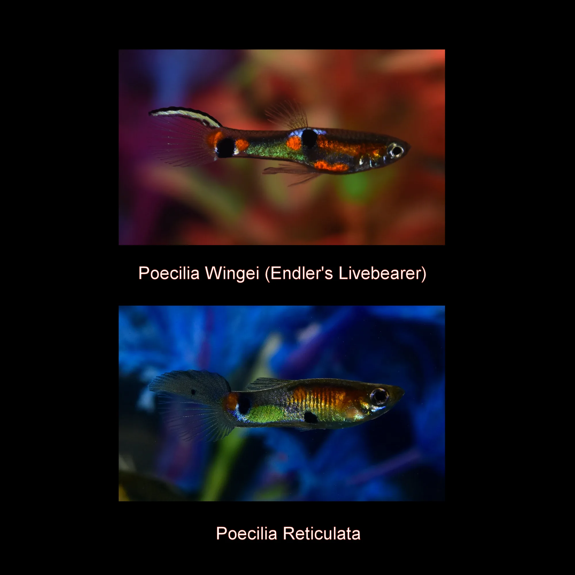 Documentary comparison showing a compact male Endler's livebearer above and a larger fan-tailed male guppy below