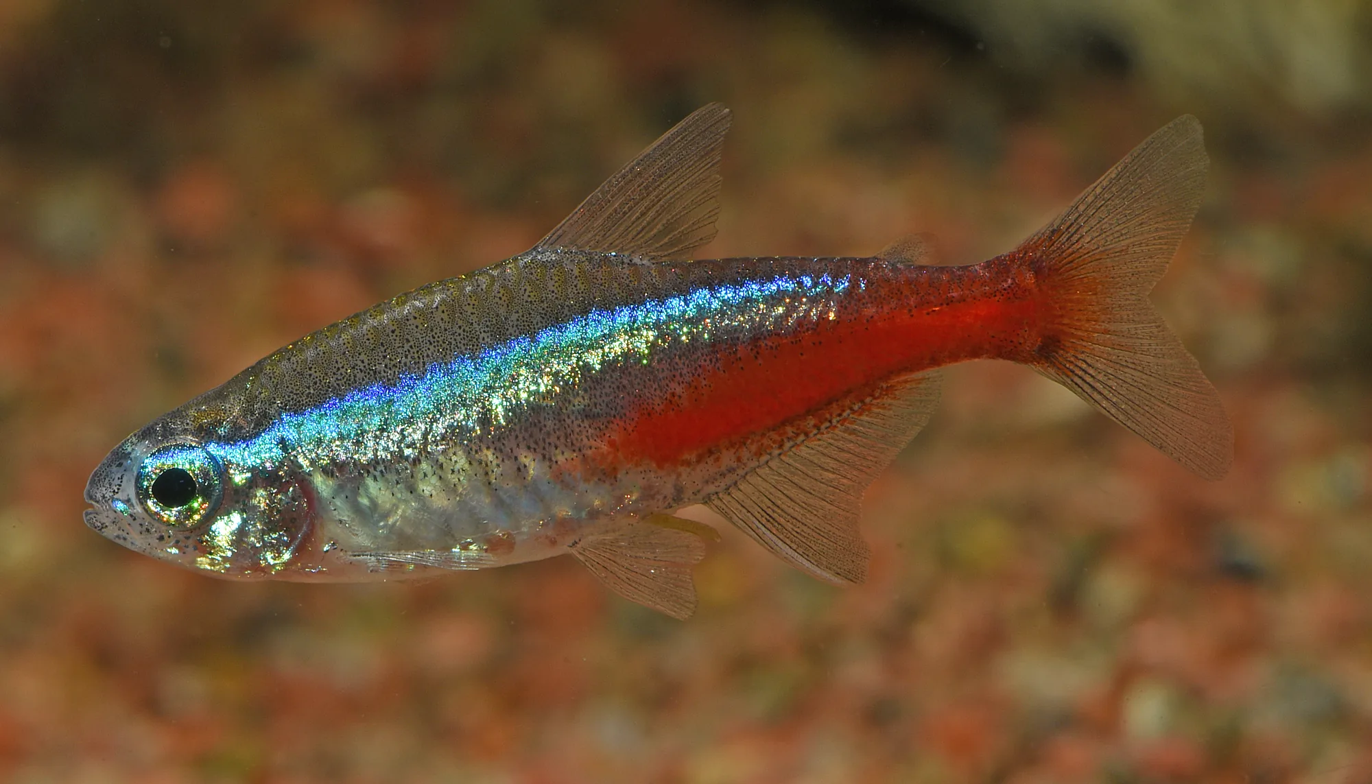A neon tetra in side view, the blue stripe running along the body but the red confined to the rear half behind the dorsal fin