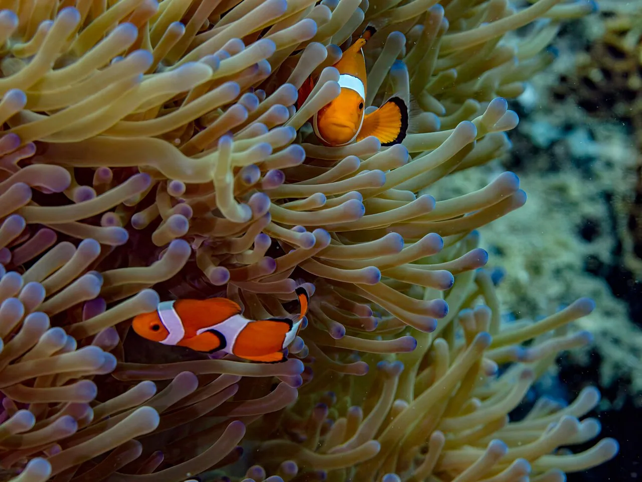 Two ocellaris clownfish among dense anemone tentacles, each showing thin black lines around the white bars and dark fin margins