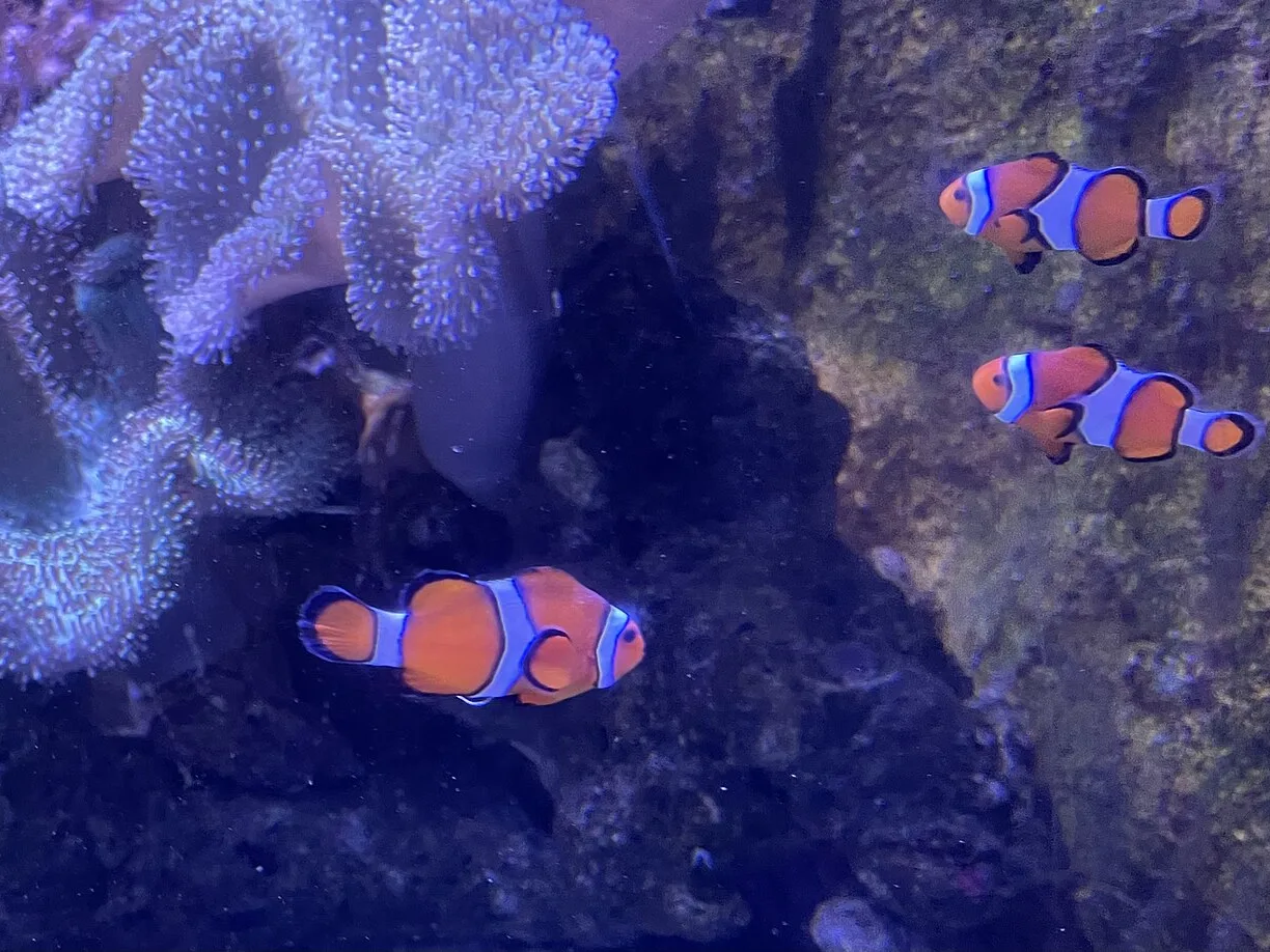 Three ocellaris clownfish of slightly different sizes swimming over dark rock in a public aquarium with no anemone present