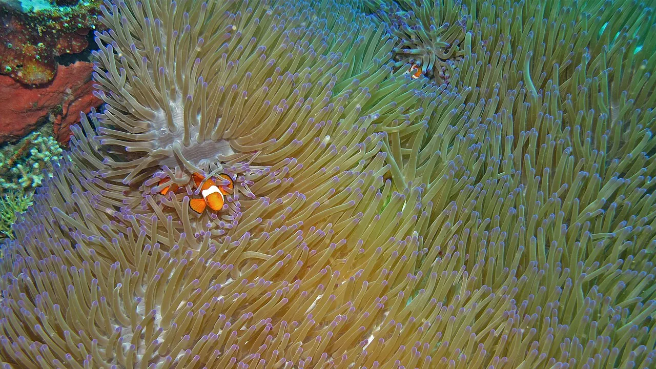 A very large sea anemone covering the reef with two small ocellaris clownfish near its centre