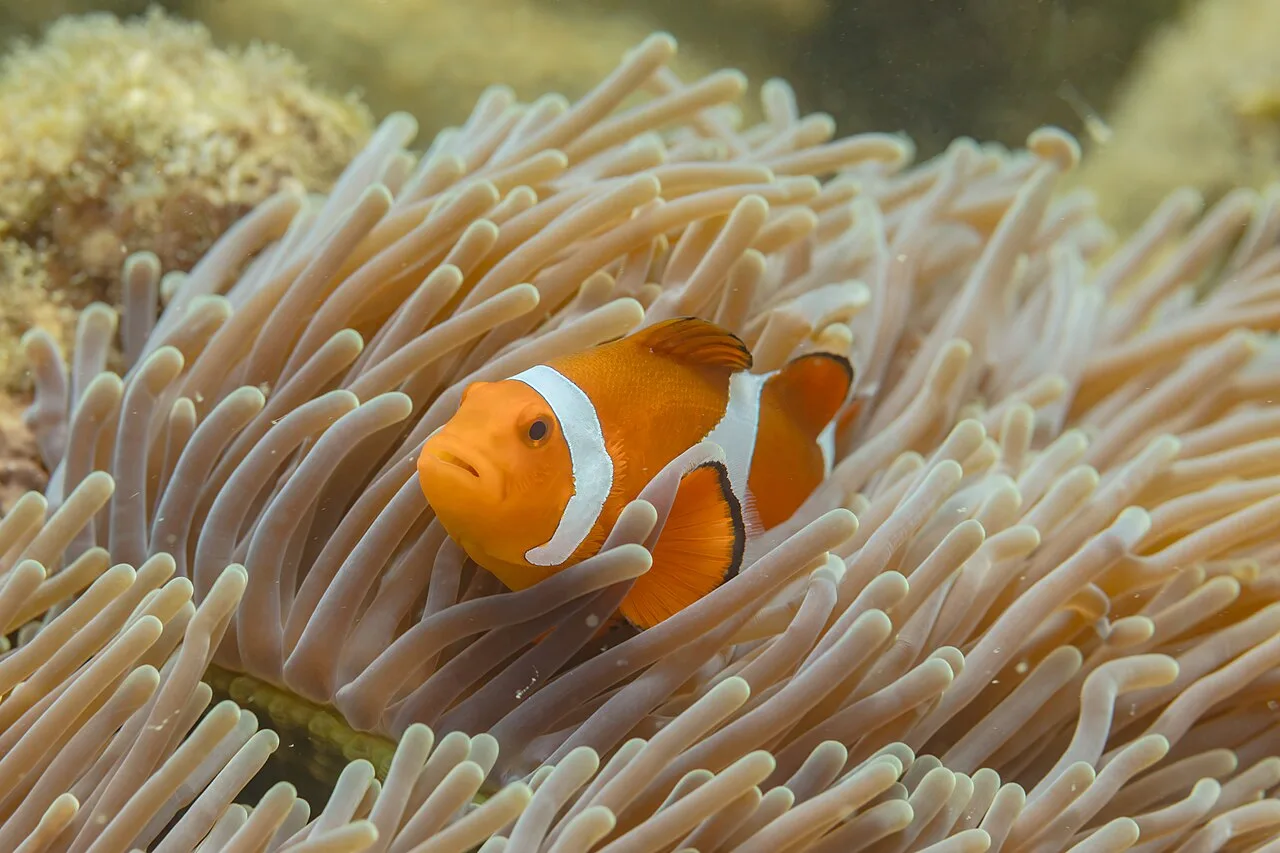 Ocellaris clownfish with an orange body and three white bars sheltering among the pale tentacles of a sea anemone