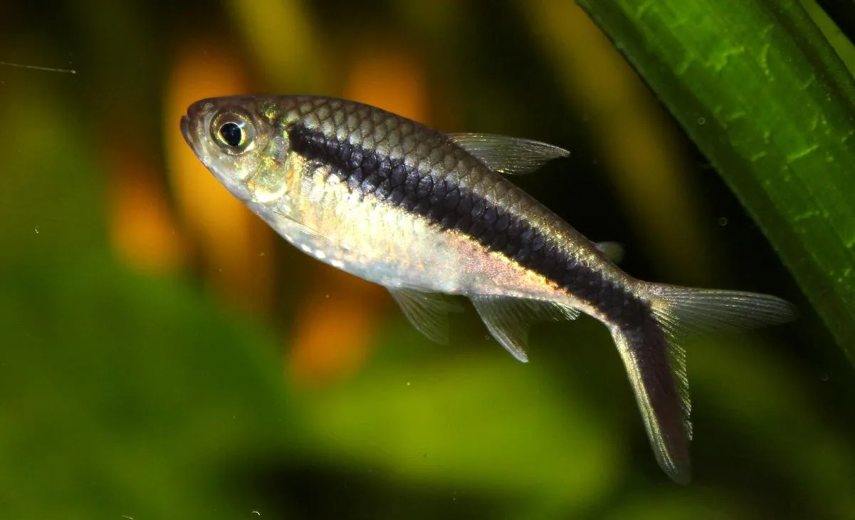 Penguin tetra photographed in an aquarium holding its body at a slight head-up angle, with the black band running from the gill cover into the lower tail lobe