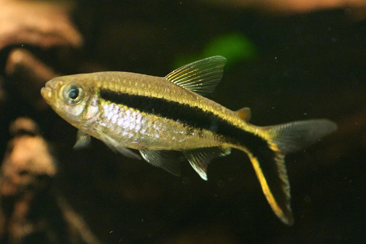 Close side view of a penguin tetra showing its small terminal mouth just ahead of the eye, brassy upper body, and black band reaching the gill cover