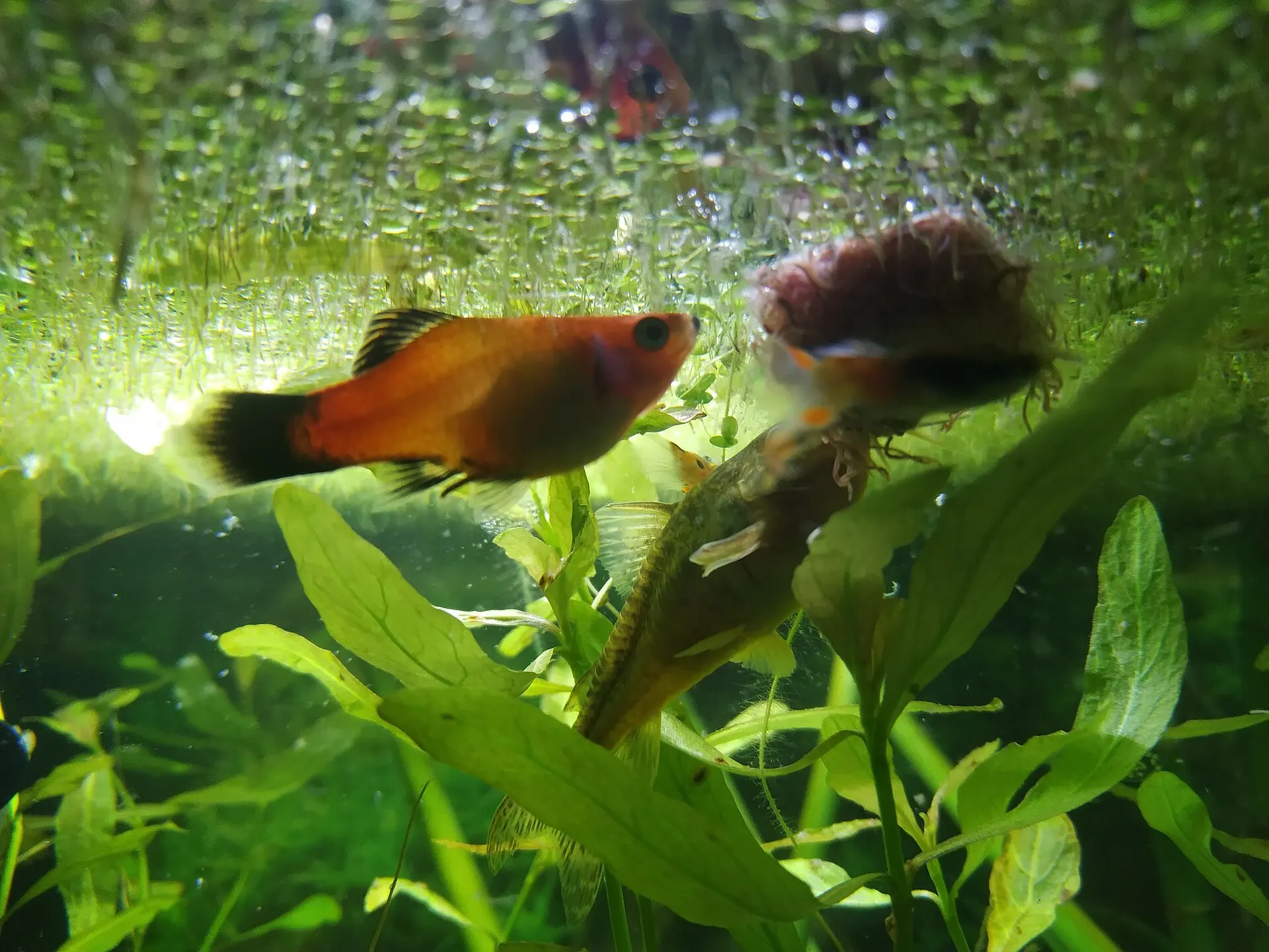 Red platy with a black tail feeding near the surface of a planted aquarium beside floating plants and a catfish grazing on a leaf