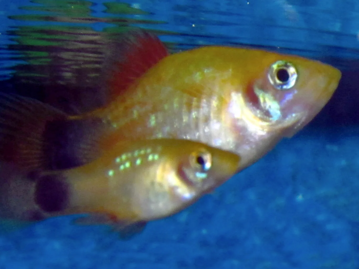 Young gold platy swimming beside a much larger adult female platy, showing the size difference between a juvenile and its mother