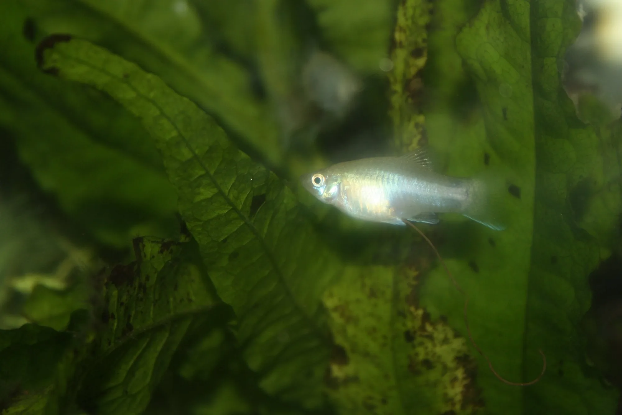 Plain silvery wild-type male platy with a visible gonopodium swimming in front of broad green aquarium leaves