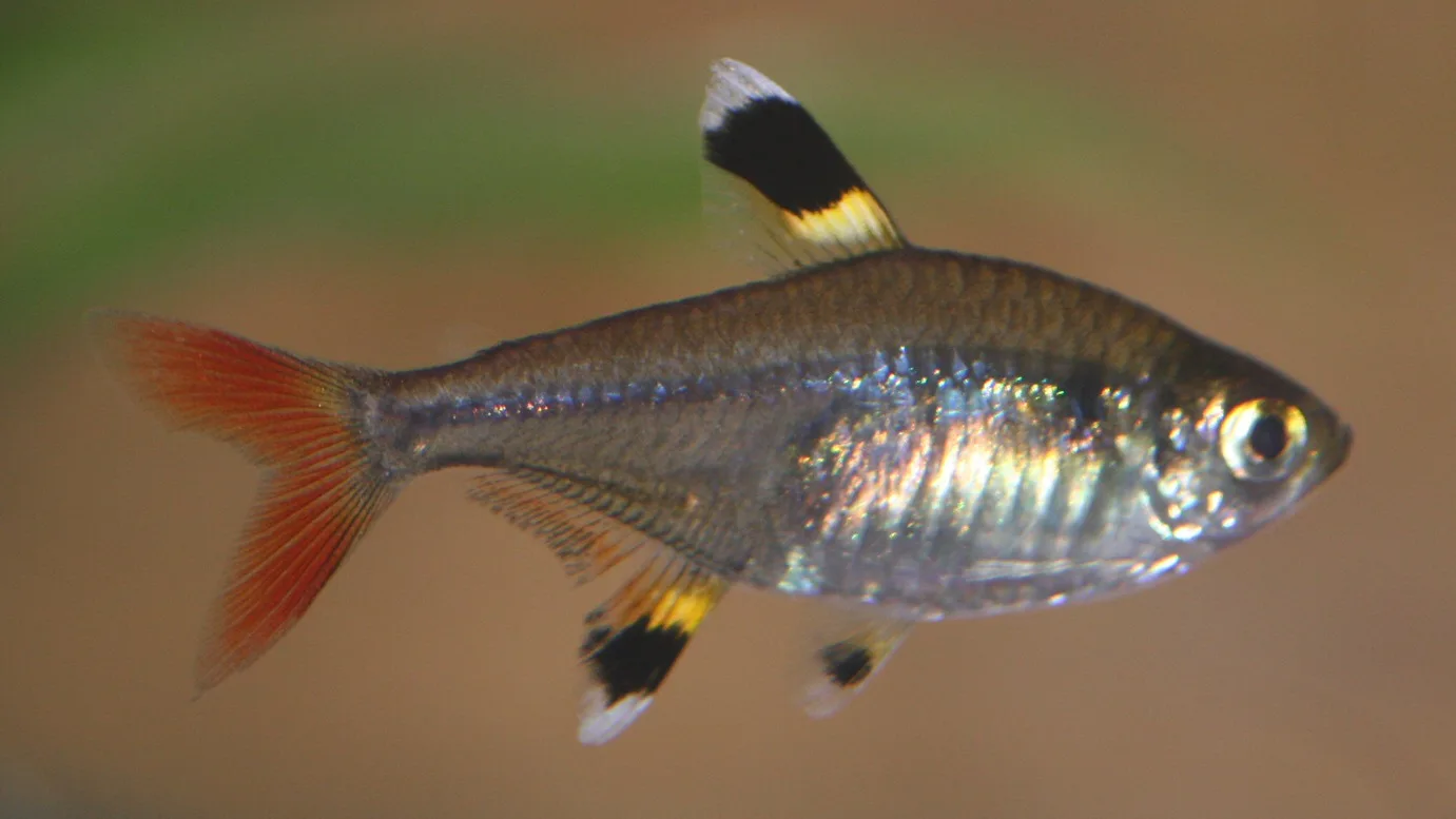 Side view of an adult pristella tetra with a translucent silver body, black dorsal and anal fin blotches edged in yellow and white, and a red tail