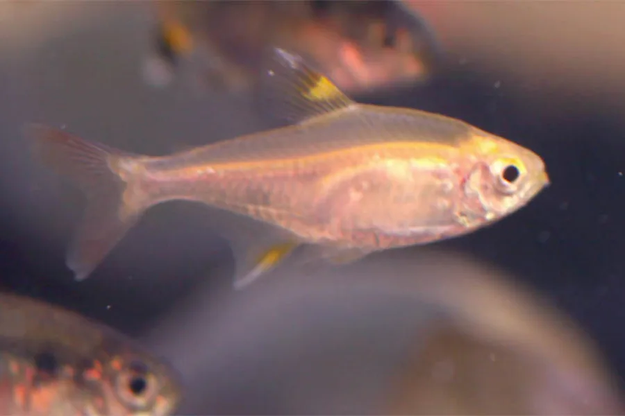 A golden pristella tetra with a pale, yellowish translucent body and yellow patches on the dorsal and anal fins