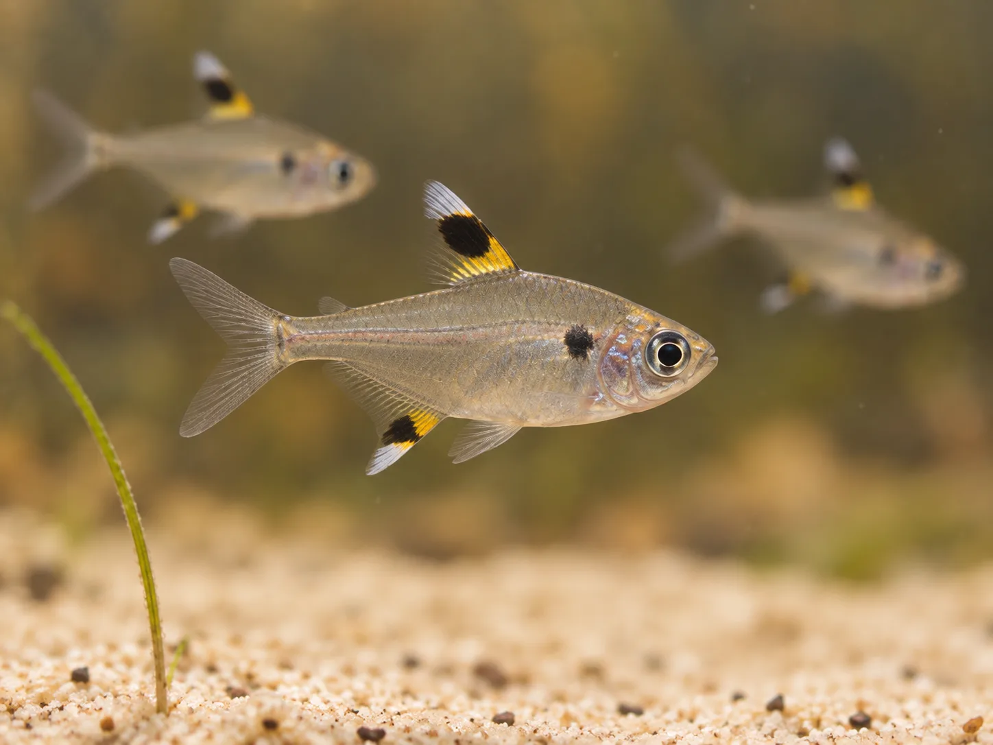 Three pristella tetras swimming in open water above pale sand, with one grass-like plant at the left edge