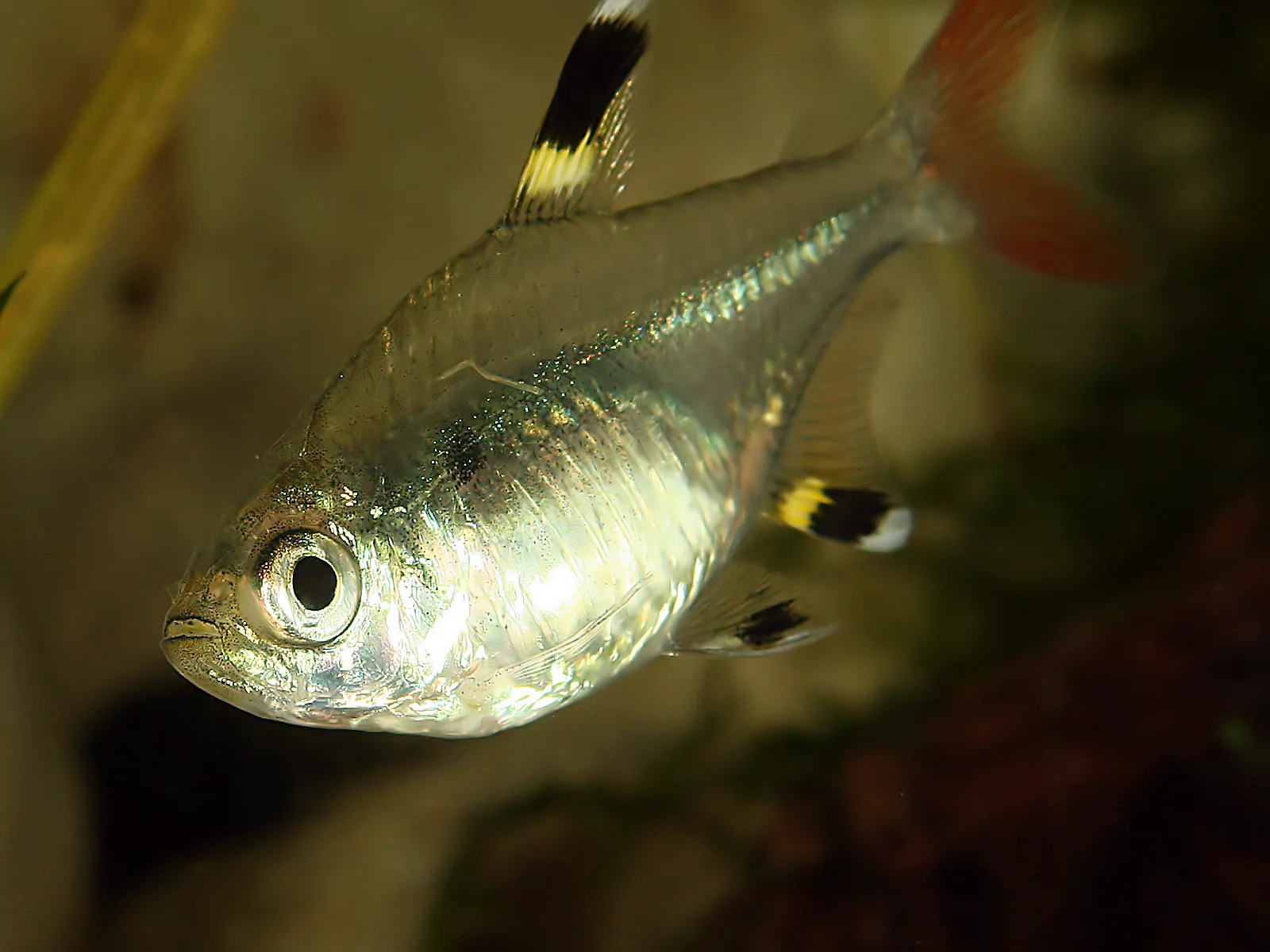 Close view of a pristella tetra's head showing a small mouth at the tip of the snout, a large silver eye and a translucent body