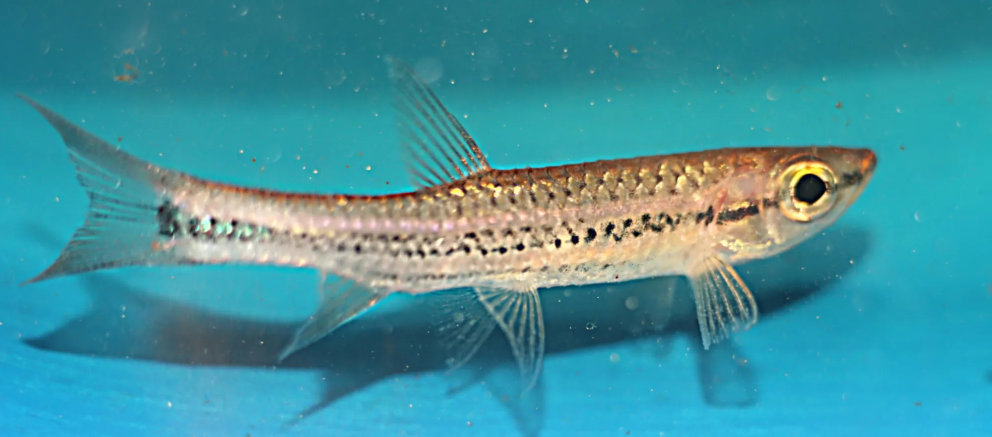 Lateral view of a Rasbora cephalotaenia showing its flank line resolved into a row of separate dark dashes with dark scale edges speckled above it