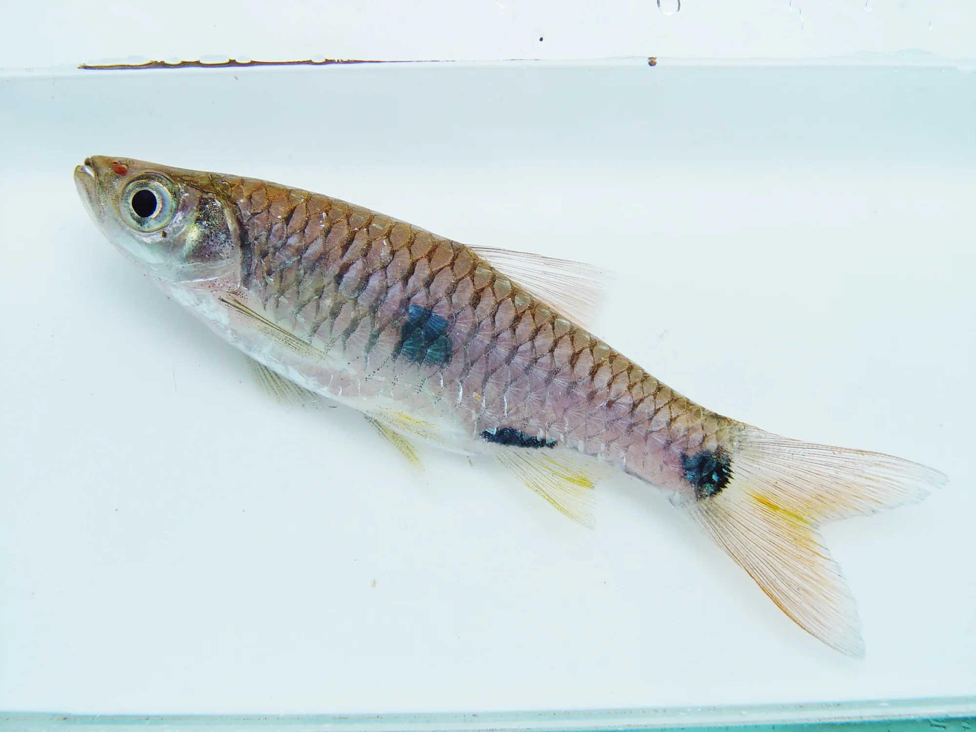 A Rasbora elegans in lateral view over a pale tray, showing an olive and silver body with no pink, a squarish dark mid-flank blotch and a second dark mark at the tail base