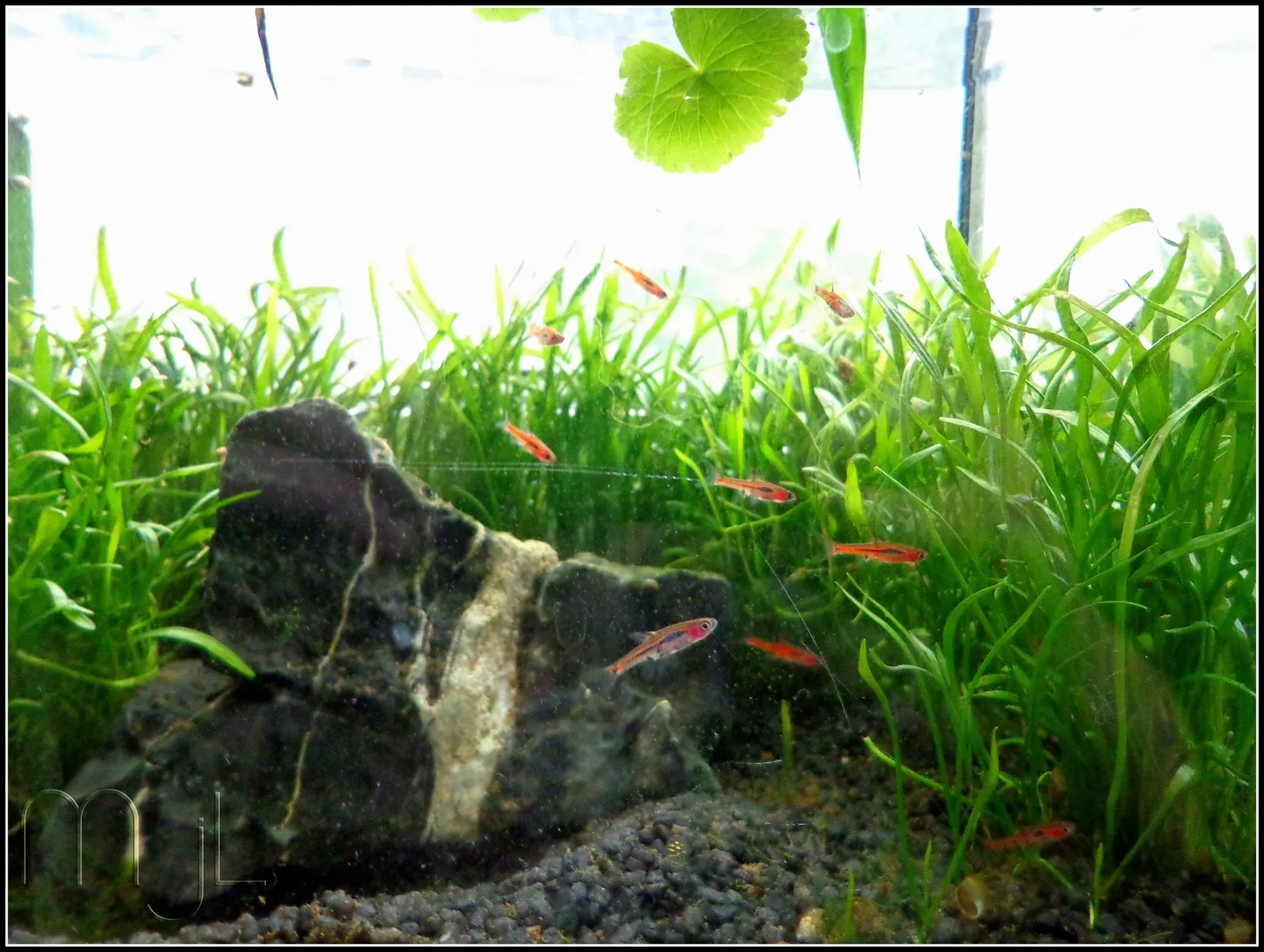 A small densely planted aquarium with a rock and a carpet of fine-leaved plants, several tiny red chili rasboras spread through the open water above the planting