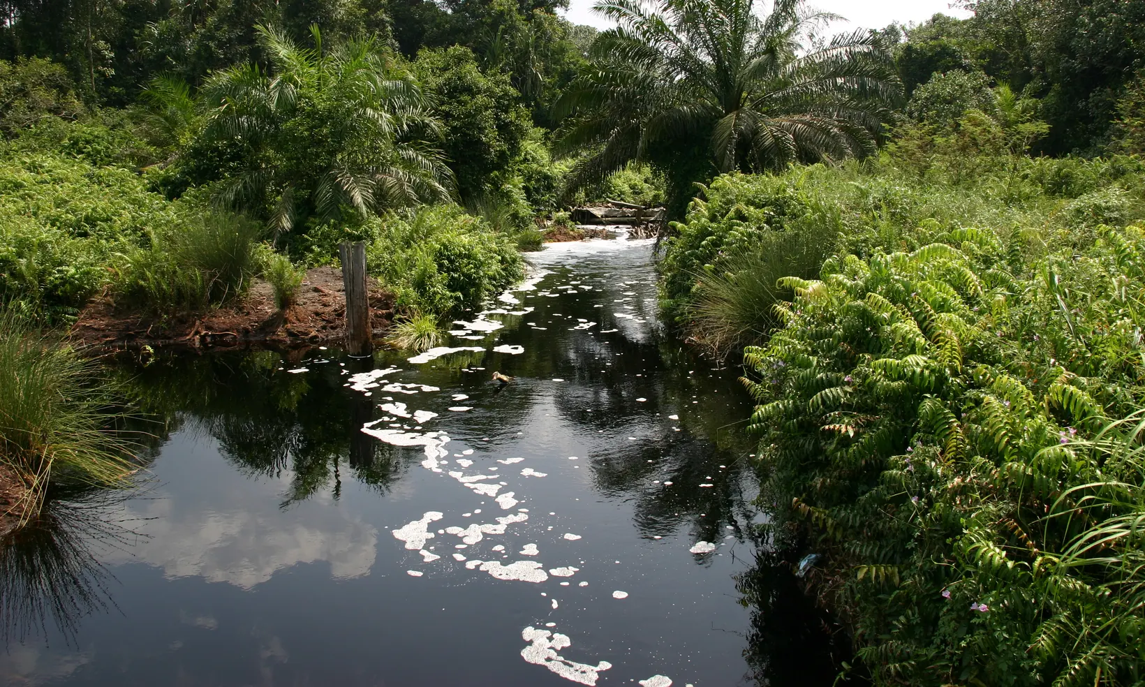 A tannin-stained blackwater stream running black under dense low vegetation in the North Selangor peat swamp forest, with an eroded bare peat bank on the left