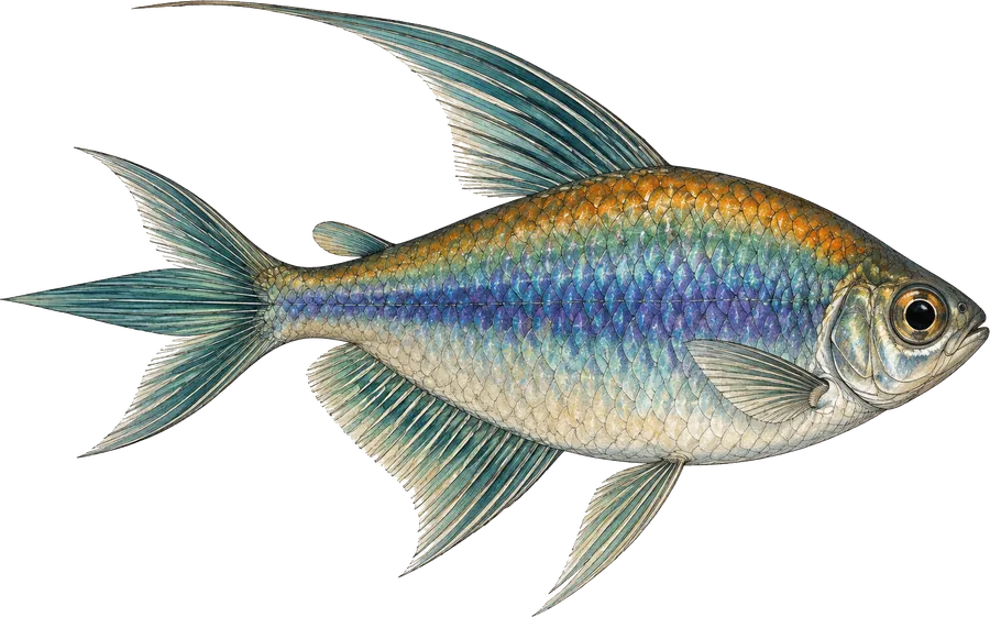 Field guide illustration of an adult male congo tetra in side profile, showing a long trailing dorsal fin and a tail fin in three lobes where the middle rays extend beyond the upper and lower ones